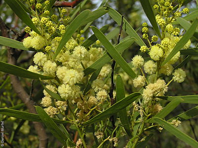 Acacia uncifolia flr  Denzel Murfet Newland Head CP
